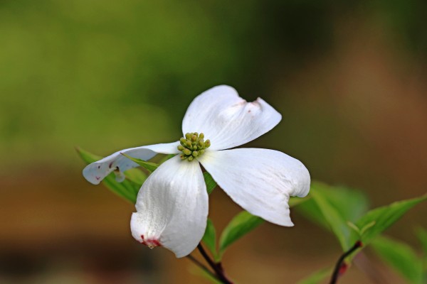 Single White Dogwood Blossom by Deb Oppermann